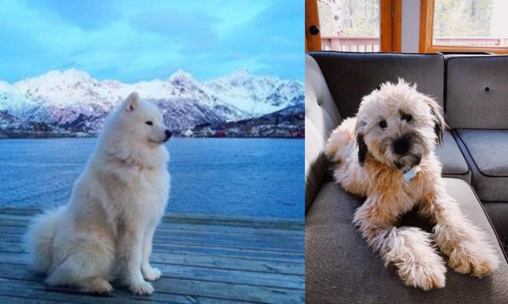 Whoodles vs Samoyed - Breed Comparison