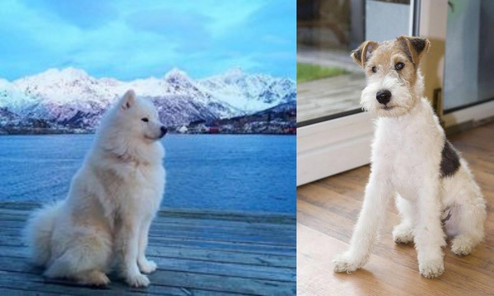 Wire Fox Terrier vs Samoyed - Breed Comparison