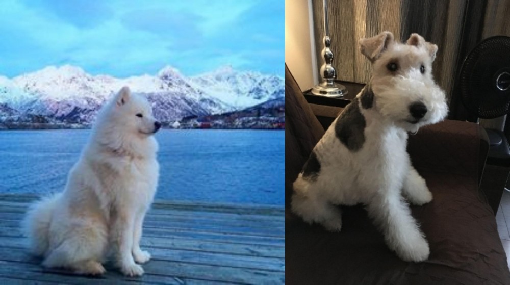 Wire Haired Fox Terrier vs Samoyed - Breed Comparison