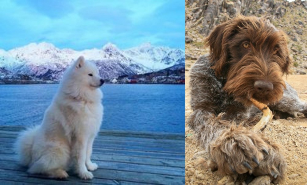 Wirehaired Pointing Griffon vs Samoyed - Breed Comparison