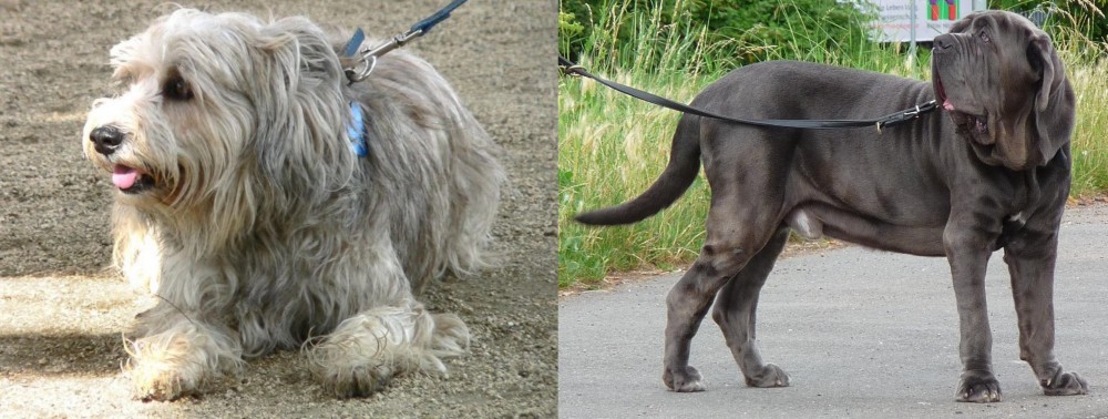 Neapolitan Mastiff vs Sapsali - Breed Comparison
