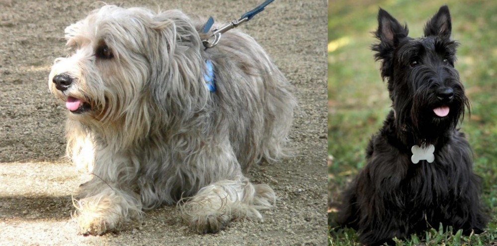Scoland Terrier vs Sapsali - Breed Comparison
