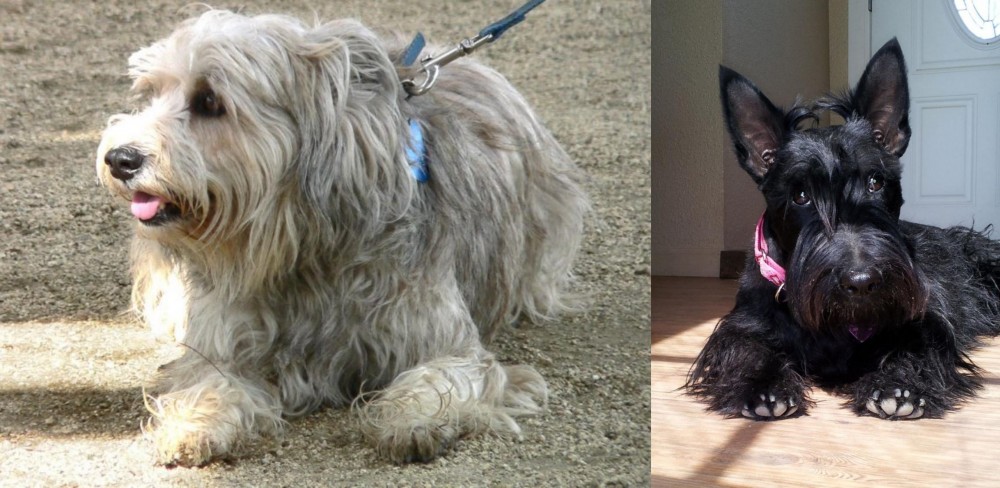 Scottish Terrier vs Sapsali - Breed Comparison