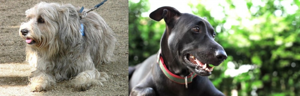 Shepard Labrador vs Sapsali - Breed Comparison