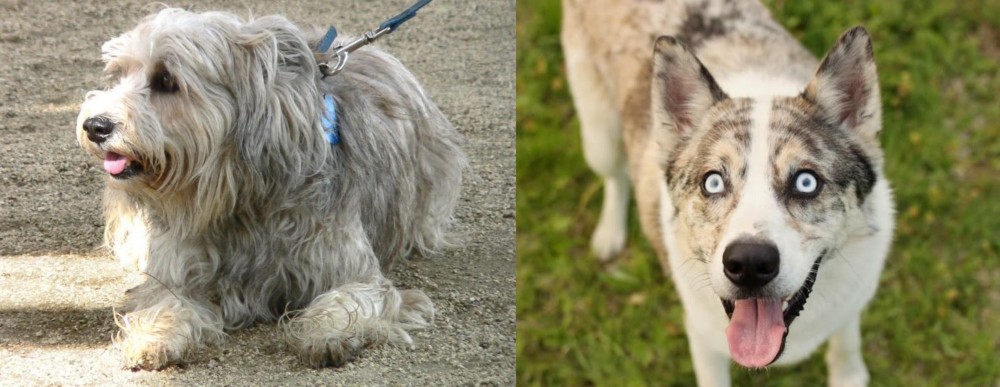 Shepherd Husky vs Sapsali - Breed Comparison