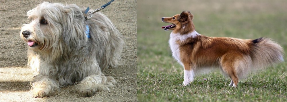 Shetland Sheepdog vs Sapsali - Breed Comparison