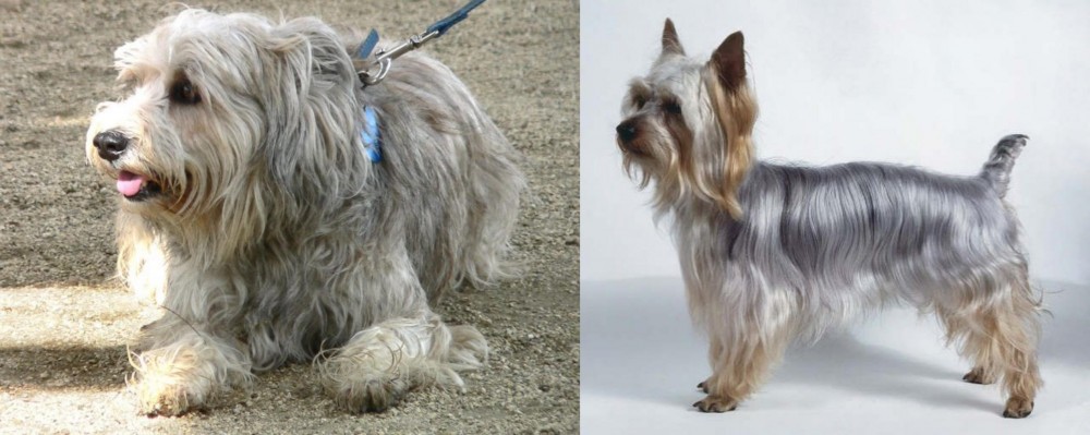 Silky Terrier vs Sapsali - Breed Comparison