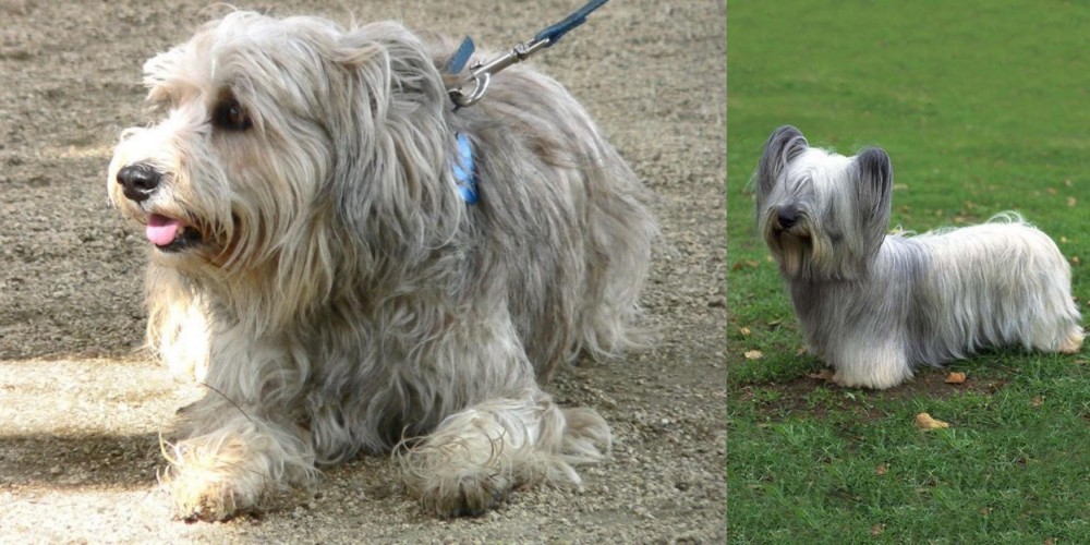 Skye Terrier vs Sapsali - Breed Comparison