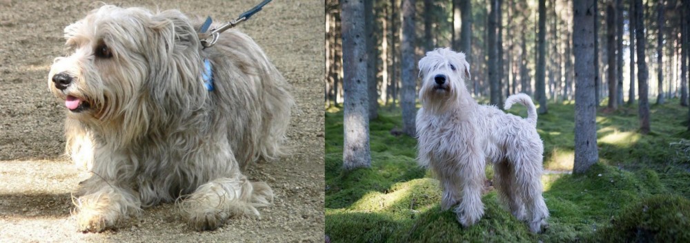 Soft-Coated Wheaten Terrier vs Sapsali - Breed Comparison