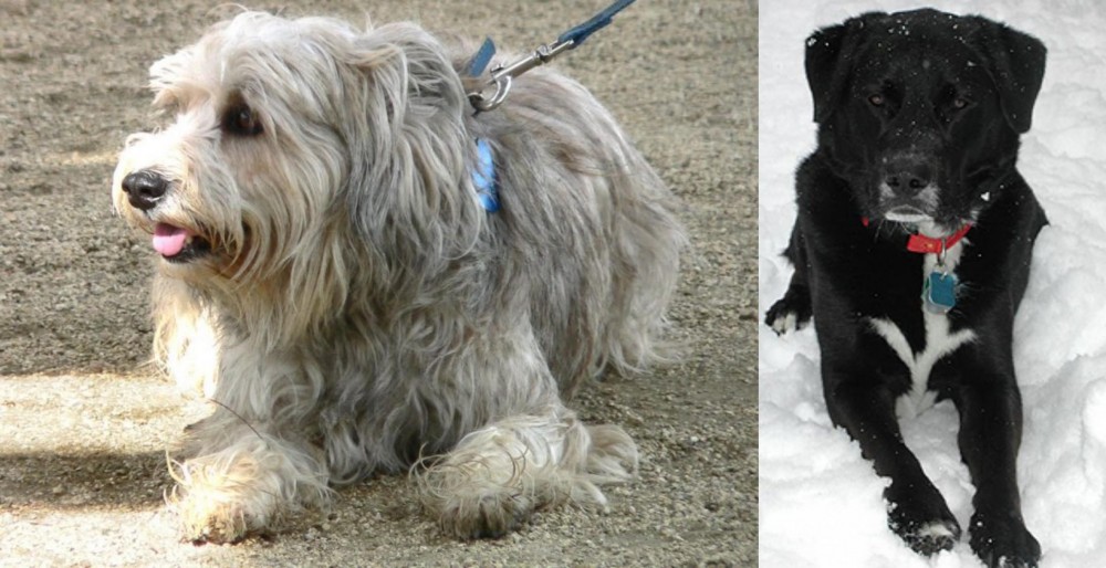 St. John's Water Dog vs Sapsali - Breed Comparison