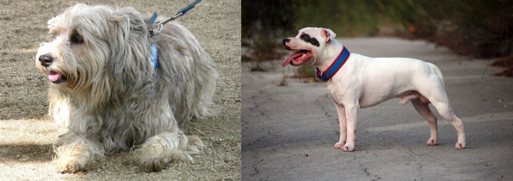 Staffordshire Bull Terrier vs Sapsali - Breed Comparison