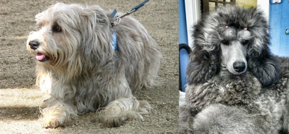 Standard Poodle vs Sapsali - Breed Comparison