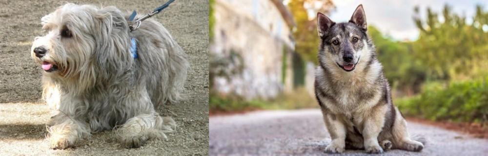 Swedish Vallhund vs Sapsali - Breed Comparison
