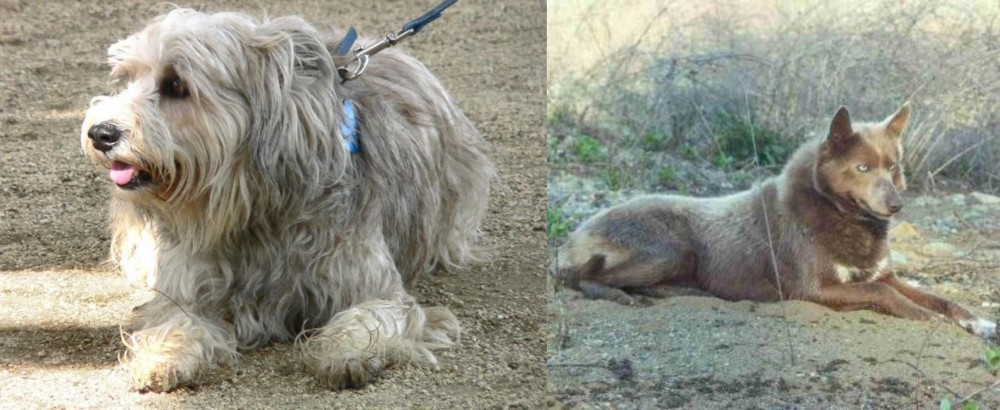 Tahltan Bear Dog vs Sapsali - Breed Comparison