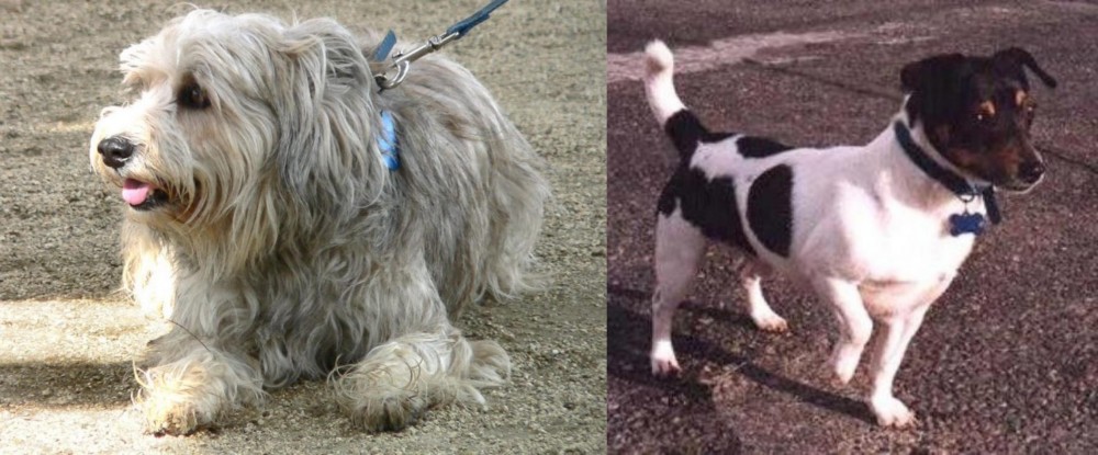 Teddy Roosevelt Terrier vs Sapsali - Breed Comparison