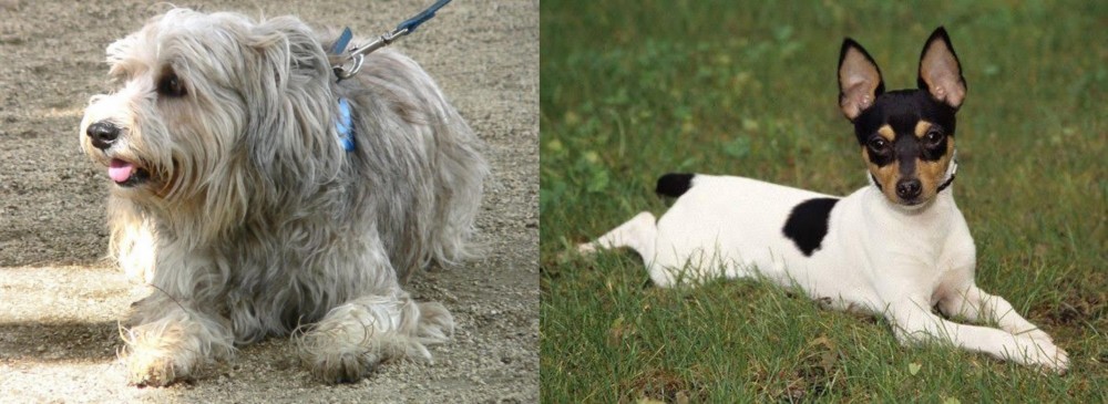 Toy Fox Terrier vs Sapsali - Breed Comparison