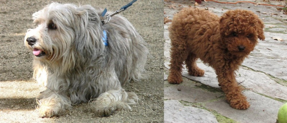 Toy Poodle vs Sapsali - Breed Comparison