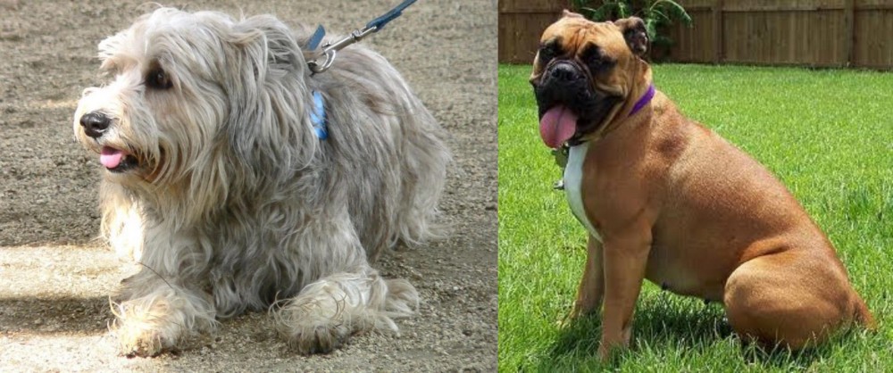 Valley Bulldog vs Sapsali - Breed Comparison