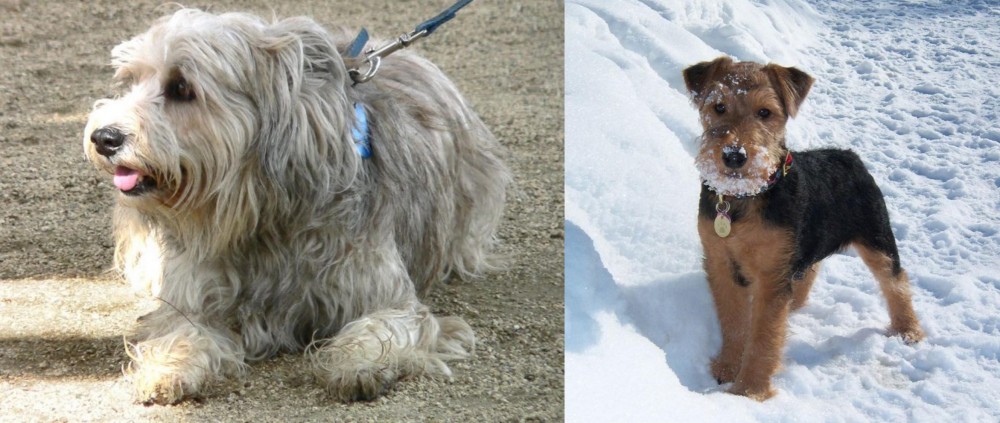 Welsh Terrier vs Sapsali - Breed Comparison