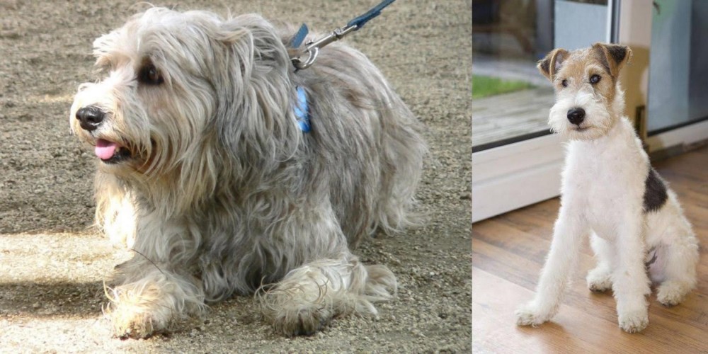 Wire Fox Terrier vs Sapsali - Breed Comparison