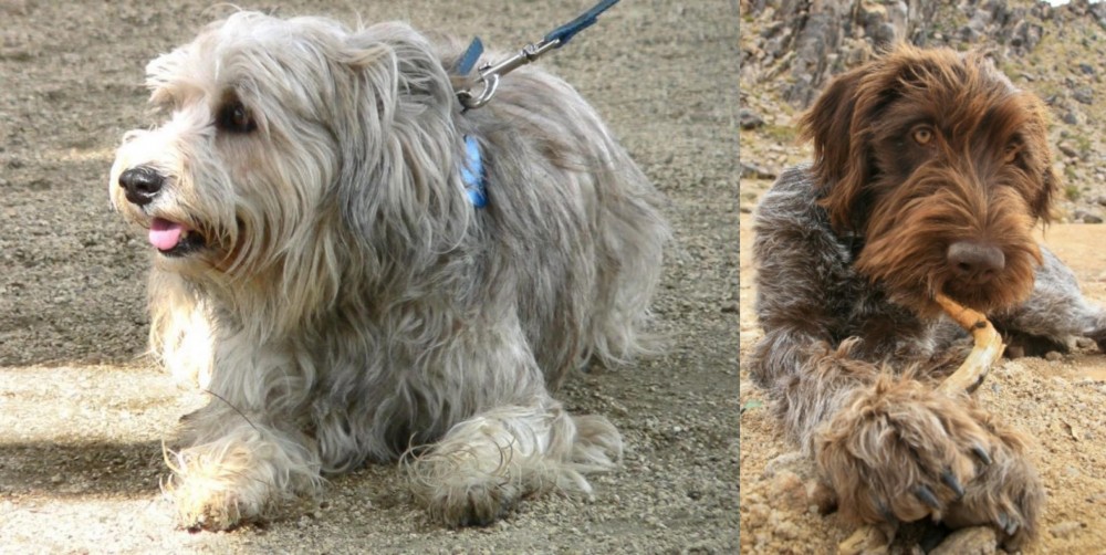 Wirehaired Pointing Griffon vs Sapsali - Breed Comparison