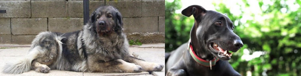 Shepard Labrador vs Sarplaninac - Breed Comparison