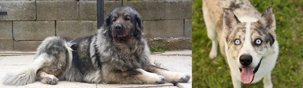 Shepherd Husky vs Sarplaninac - Breed Comparison