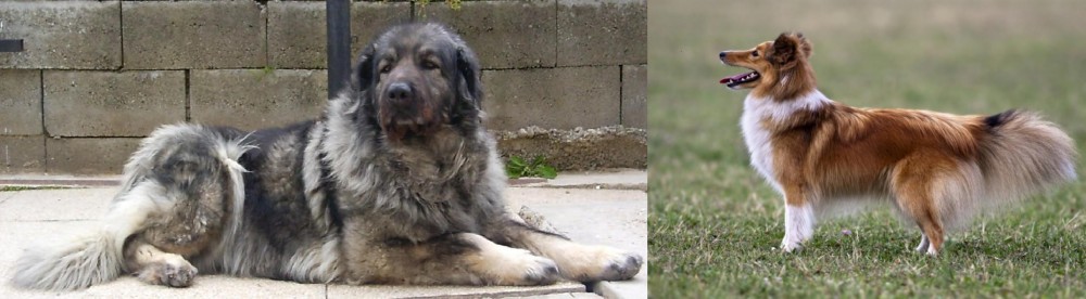 Shetland Sheepdog vs Sarplaninac - Breed Comparison