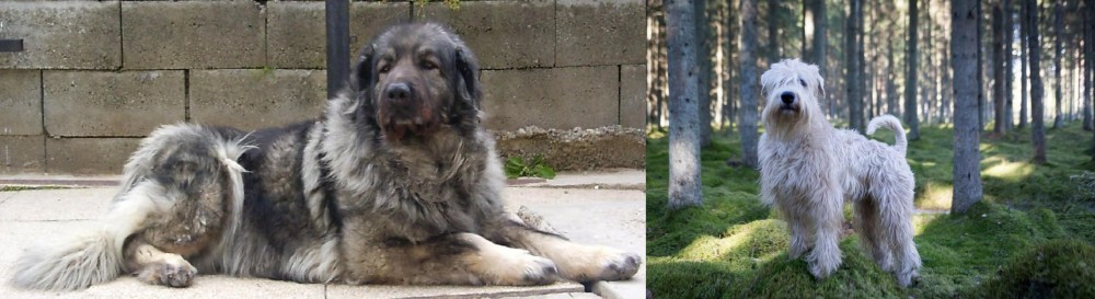 Soft-Coated Wheaten Terrier vs Sarplaninac - Breed Comparison