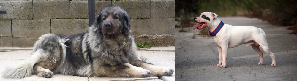 Staffordshire Bull Terrier vs Sarplaninac - Breed Comparison