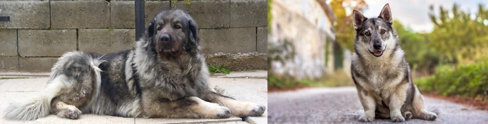 Swedish Vallhund vs Sarplaninac - Breed Comparison