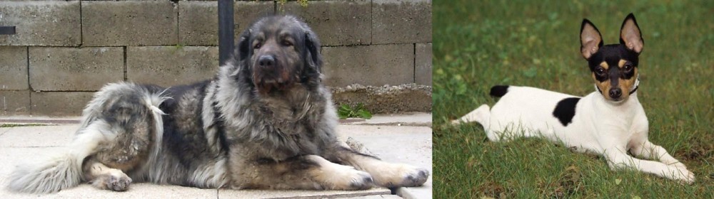 Toy Fox Terrier vs Sarplaninac - Breed Comparison
