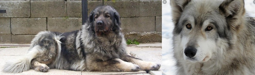 Wolfdog vs Sarplaninac - Breed Comparison