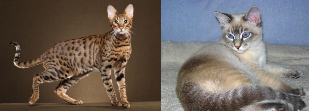 Tiger Cat vs Savannah - Breed Comparison