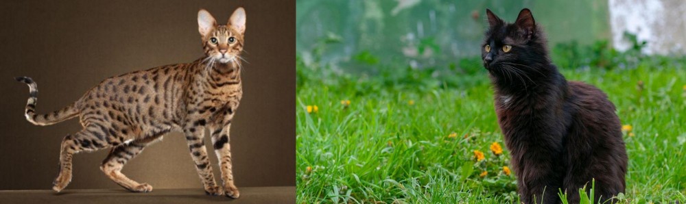 York Chocolate Cat vs Savannah - Breed Comparison