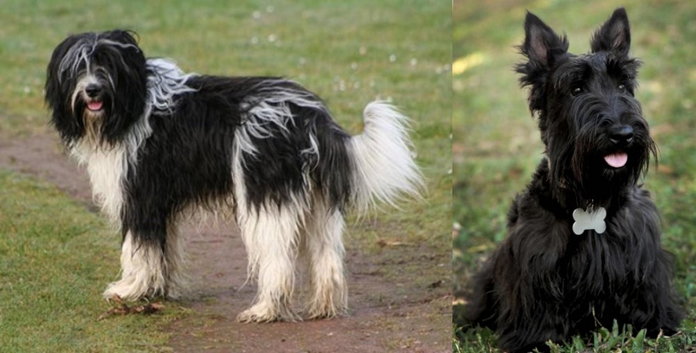 Scoland Terrier vs Schapendoes - Breed Comparison