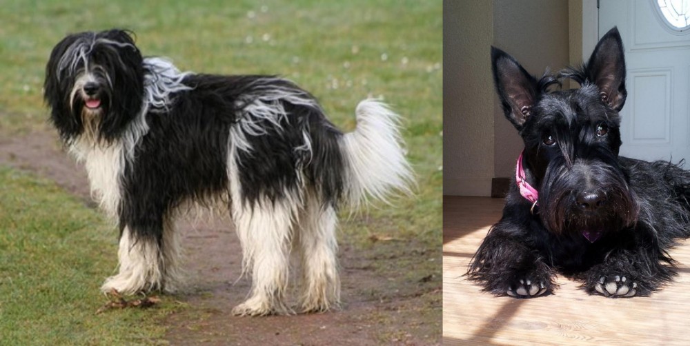 Scottish Terrier vs Schapendoes - Breed Comparison