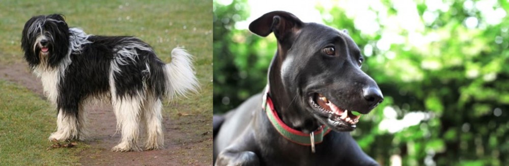 Shepard Labrador vs Schapendoes - Breed Comparison