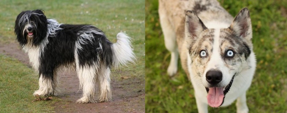 Shepherd Husky vs Schapendoes - Breed Comparison