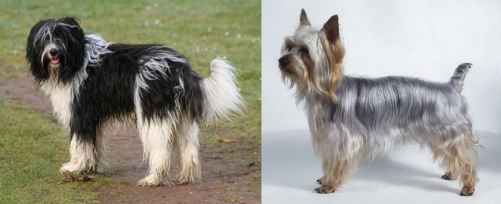 Silky Terrier vs Schapendoes - Breed Comparison