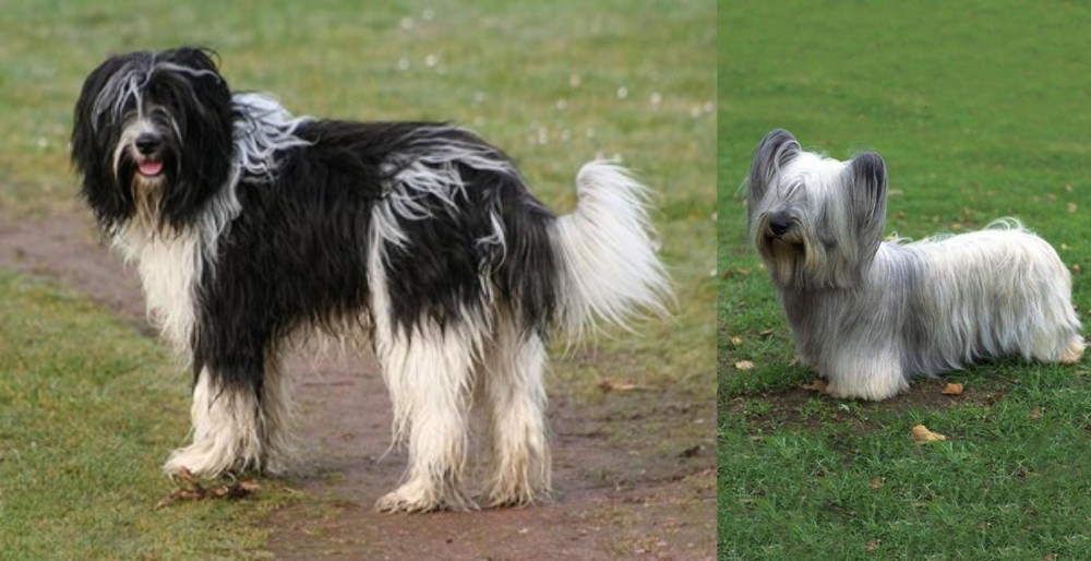 Skye Terrier vs Schapendoes - Breed Comparison