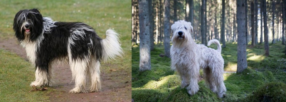 Soft-Coated Wheaten Terrier vs Schapendoes - Breed Comparison