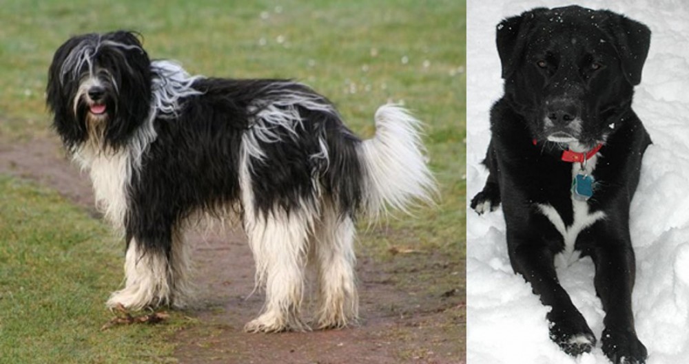 St. John's Water Dog vs Schapendoes - Breed Comparison