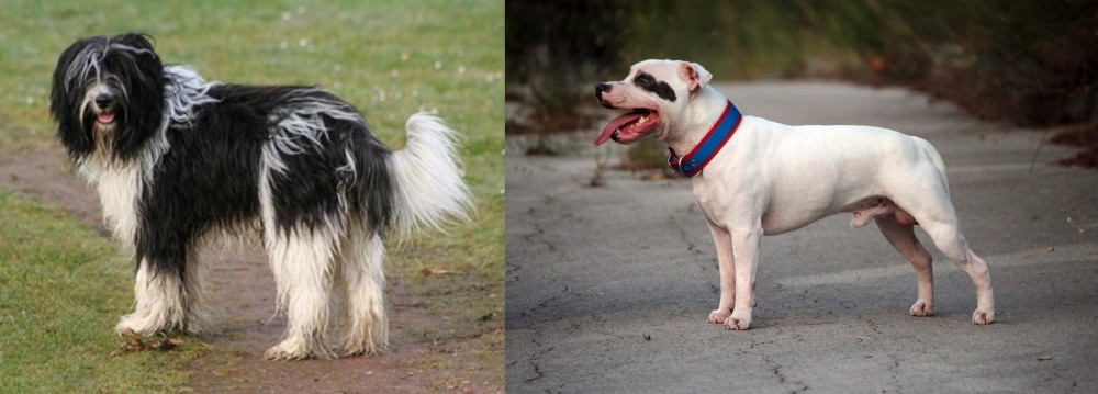 Staffordshire Bull Terrier vs Schapendoes - Breed Comparison