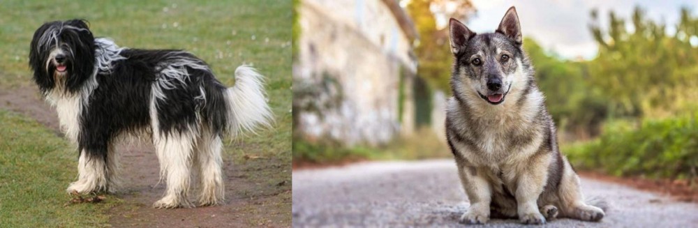 Swedish Vallhund vs Schapendoes - Breed Comparison