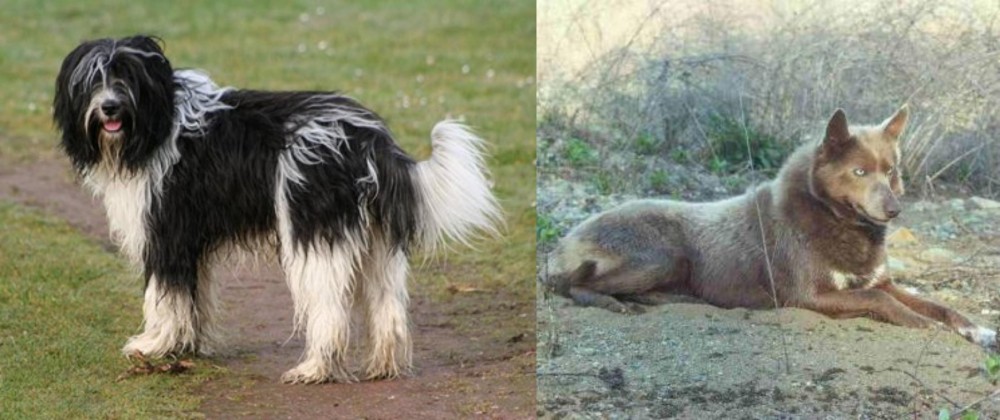 Tahltan Bear Dog vs Schapendoes - Breed Comparison