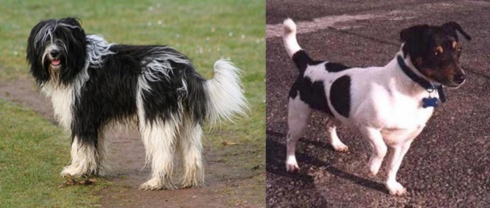 Teddy Roosevelt Terrier vs Schapendoes - Breed Comparison