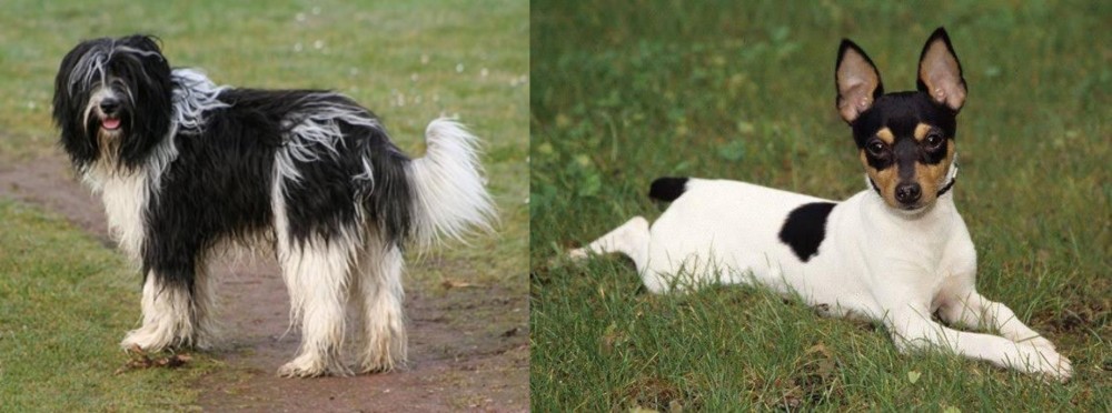 Toy Fox Terrier vs Schapendoes - Breed Comparison