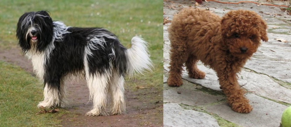 Toy Poodle vs Schapendoes - Breed Comparison