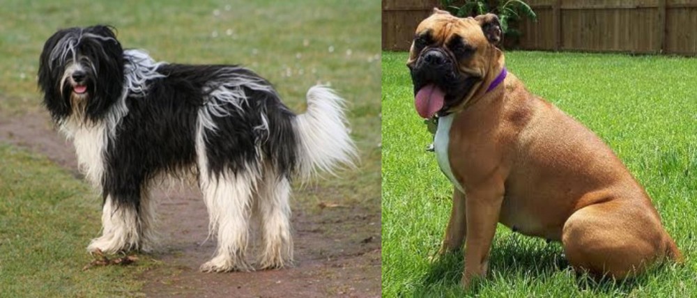 Valley Bulldog vs Schapendoes - Breed Comparison